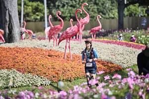 BIB: 
                            <button type="button" onclick="openModal(27793381)" class="btn btn-primary btn-sm float-right btn-popup" data-toggle="modal" data-target=".modal-high-quality">
                        <i class="fas fa-shopping-cart"></i> Add to Cart
                    </button>
                                            <button type="button" onclick="isThisMe(27793381, true)" class="btn btn-success btn-sm float-right btn-popup btn-isme hidden" data-toggle="tooltip" data-placement="bottom" title="นี่คือรูปของคุณใช่ไหม คลิกที่นี่เพื่อเอาเข้าอัลบั้ม">
                        <i class="fas fa-plus"></i> Add to album
                    </button>
                    <button type="button" onclick="isThisMe(27793381, false)" class="btn btn-warning btn-sm float-right btn-popup btn-isnotme hidden">
                        <i class="fas fa-ban"></i> Remove from album
                    </button>